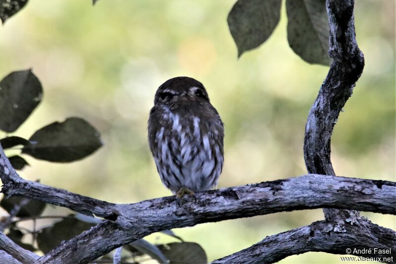 Ferruginous Pygmy Owl