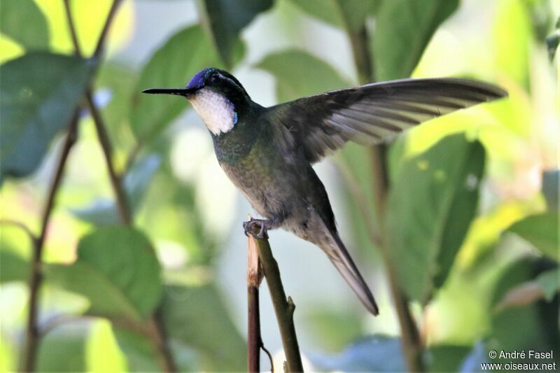 Colibri à queue grise