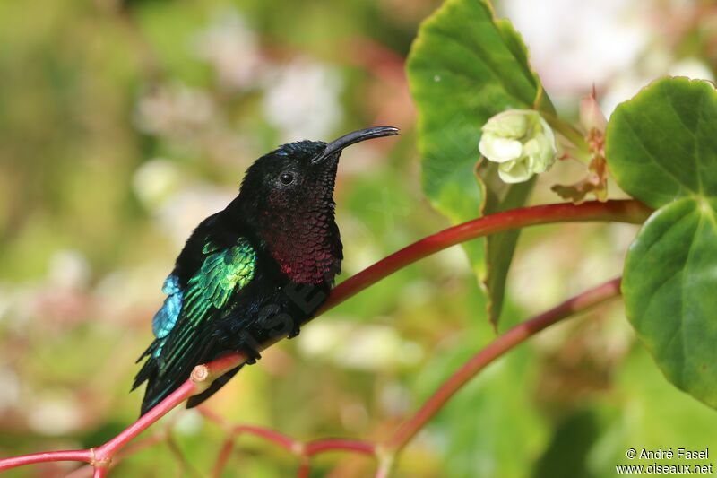 Purple-throated Carib