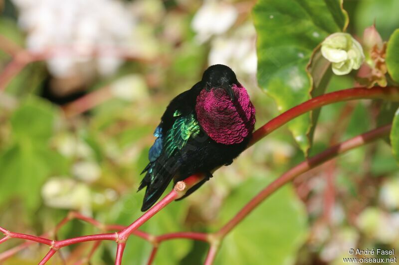 Purple-throated Carib