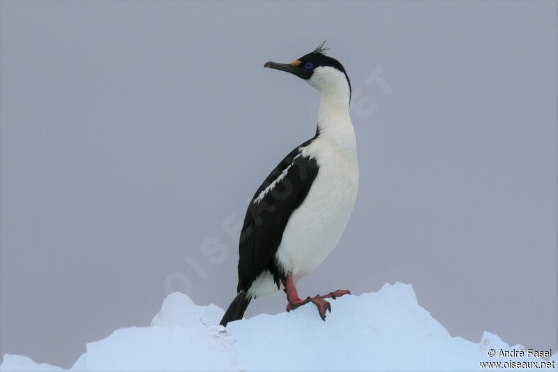 Cormoran antarctique