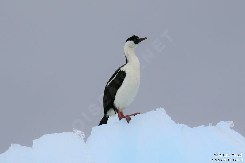 Cormoran antarctique