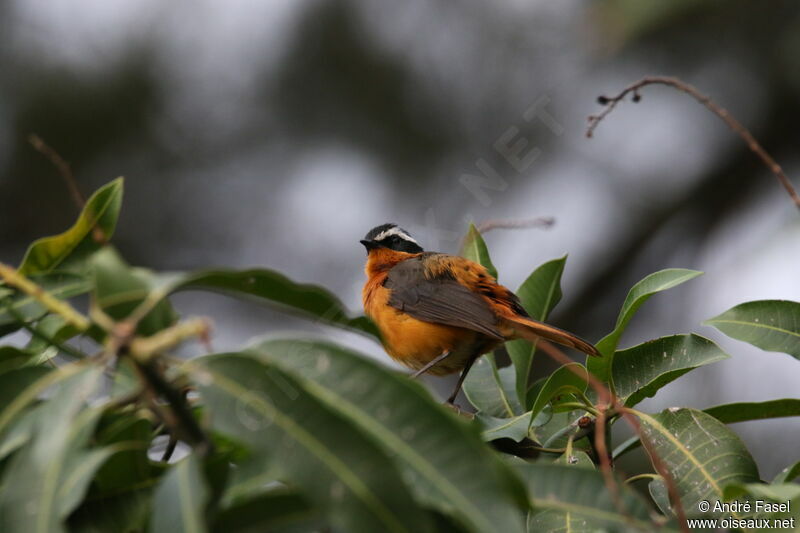 Rüppell's Robin-Chat