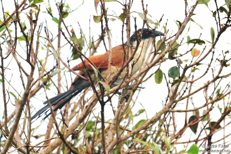 Coucal de Burchell