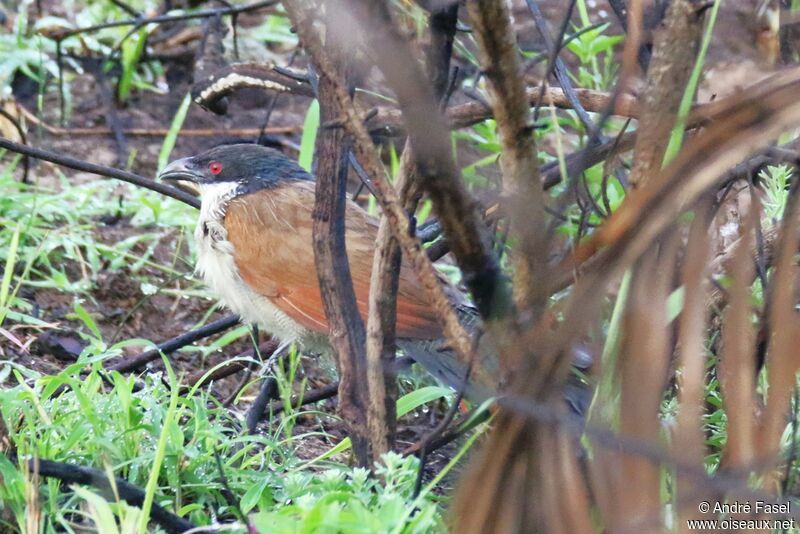 Coucal de Burchell