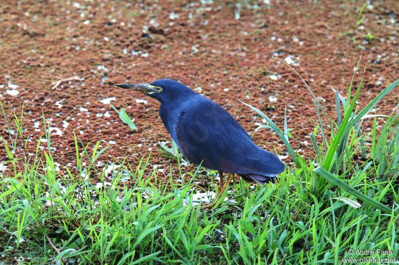 Rufous-bellied Heron