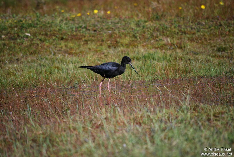 Black Stilt