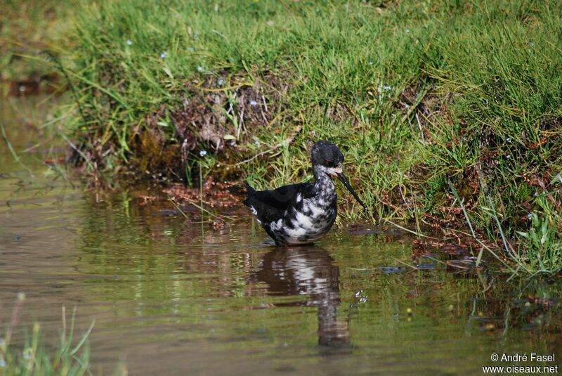 Black Stilt