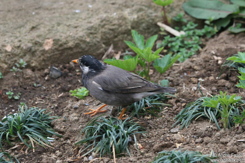 White-cheeked Starling