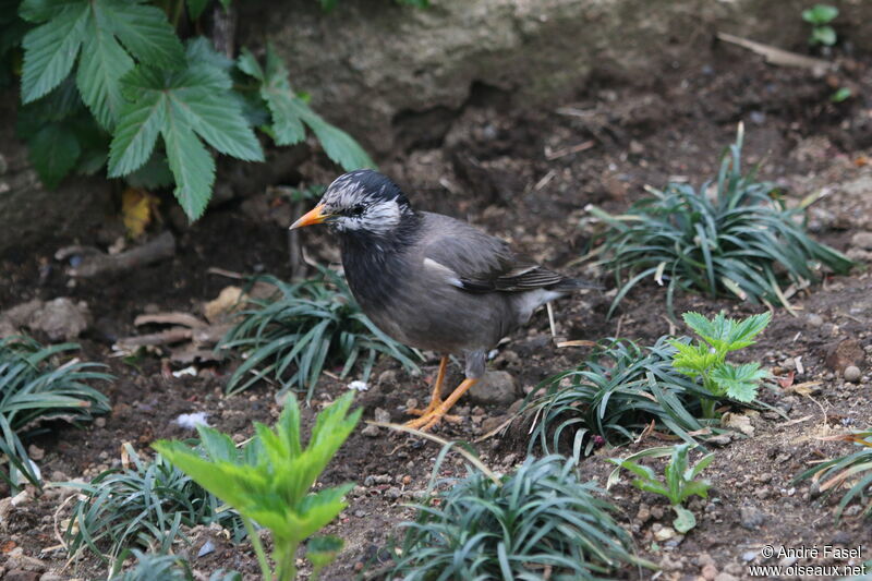 White-cheeked Starling