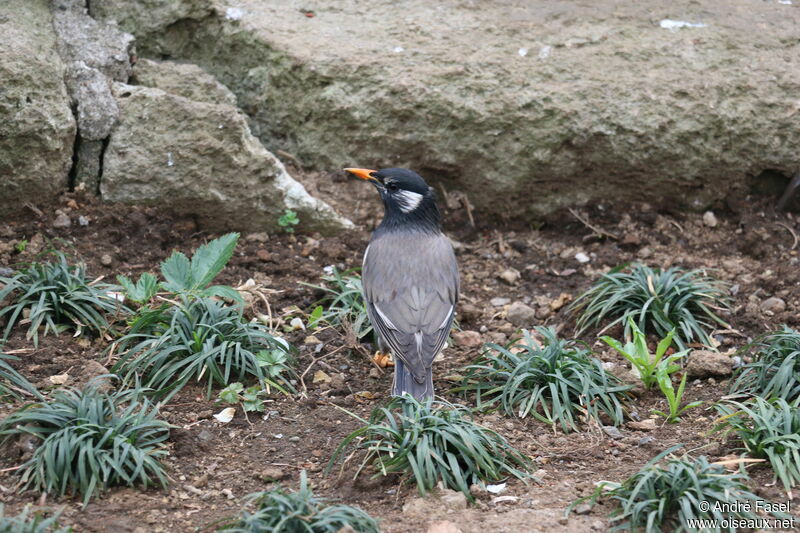 White-cheeked Starling