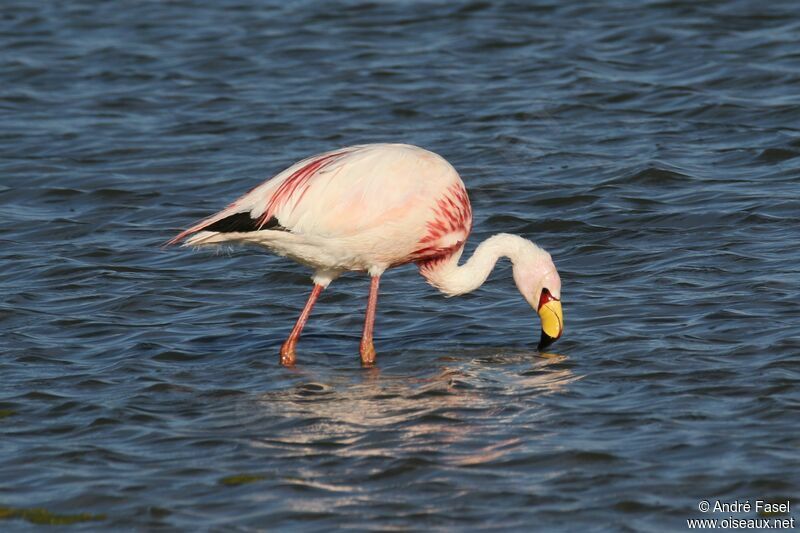 James's Flamingo