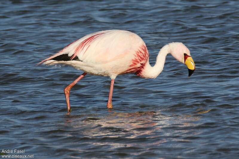 Flamant de Jamesadulte, identification