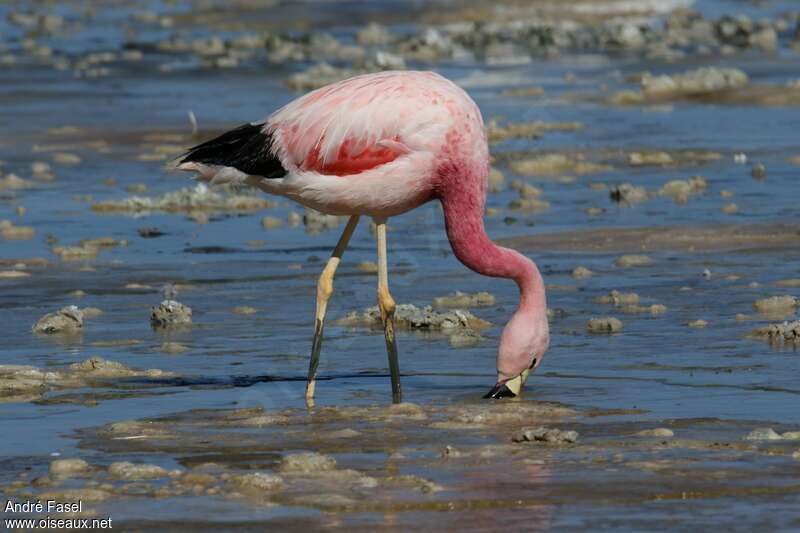 Flamant des Andesadulte, pêche/chasse