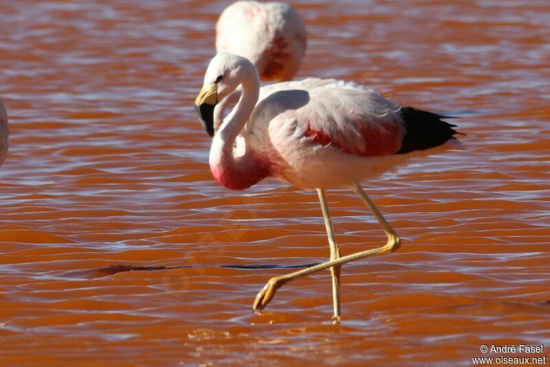 Flamant des Andes