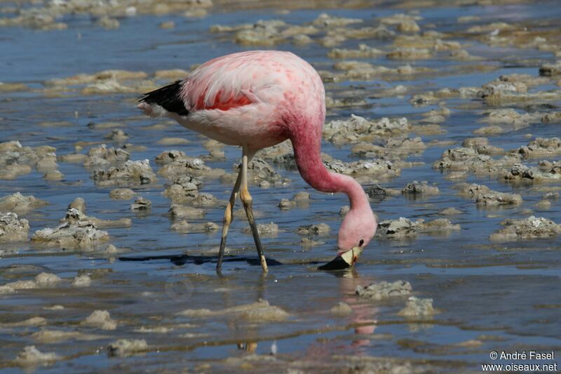 Andean Flamingo