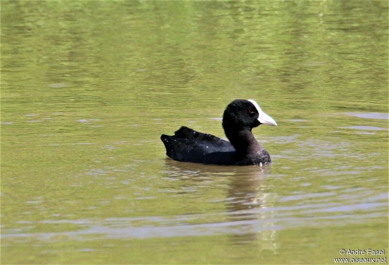 Hawaiian Coot