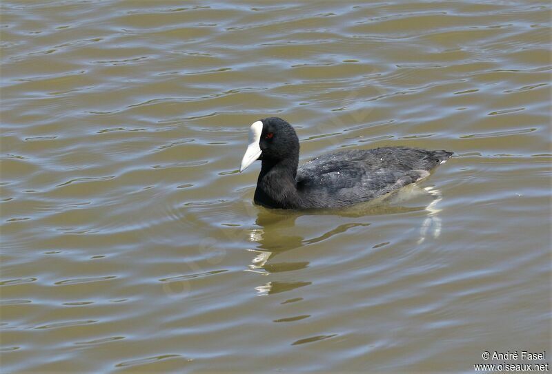 Hawaiian Coot