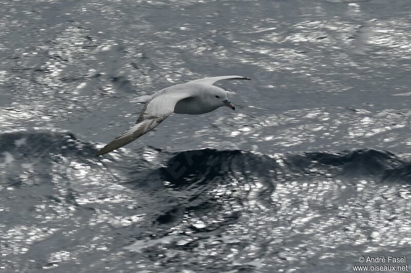 Southern Fulmar