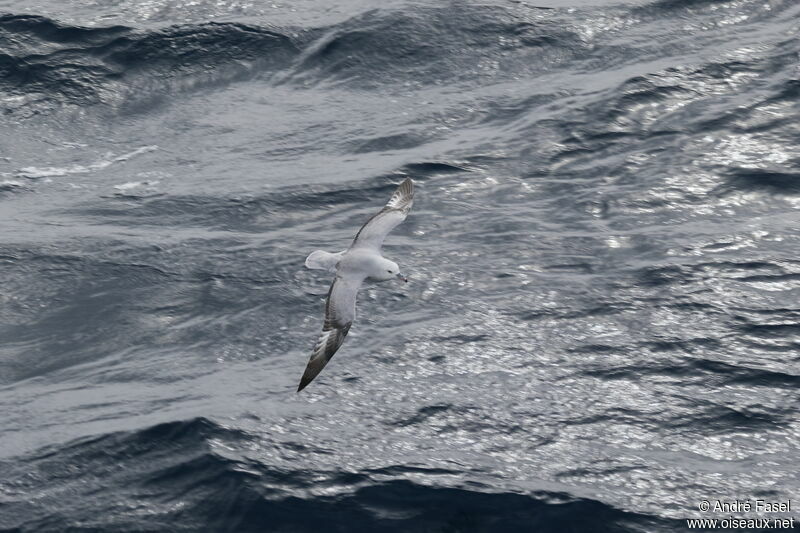 Fulmar argenté