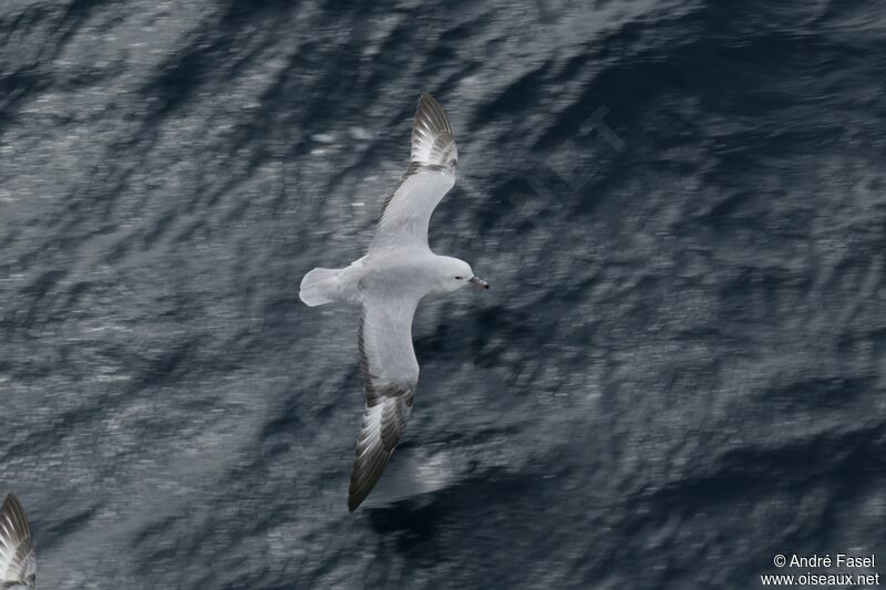 Southern Fulmar