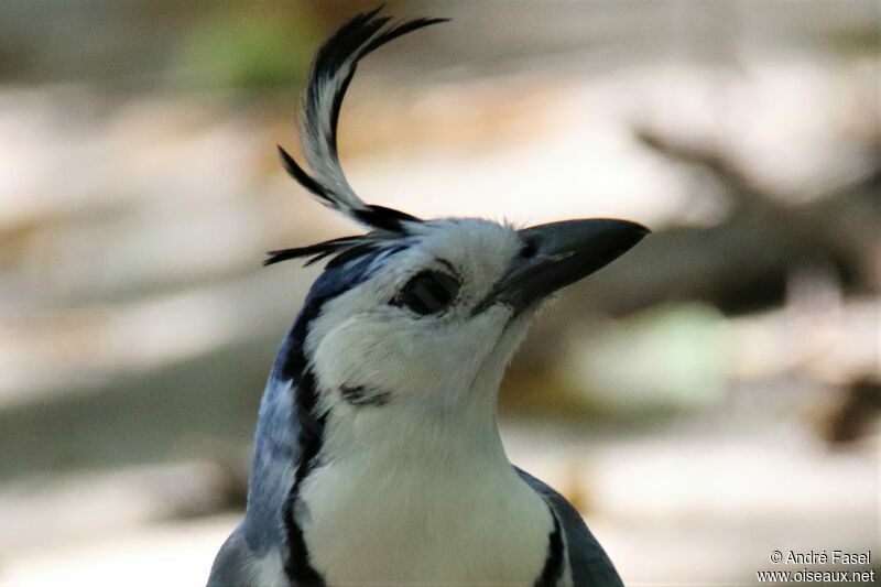 White-throated Magpie-Jay