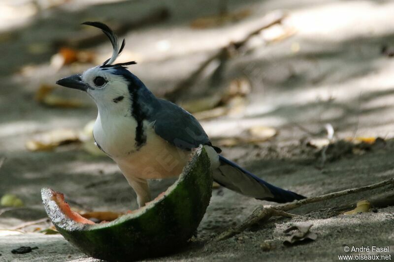 White-throated Magpie-Jay