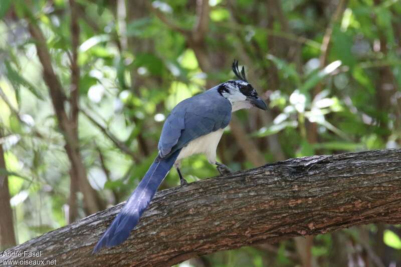 Black-throated Magpie-Jay