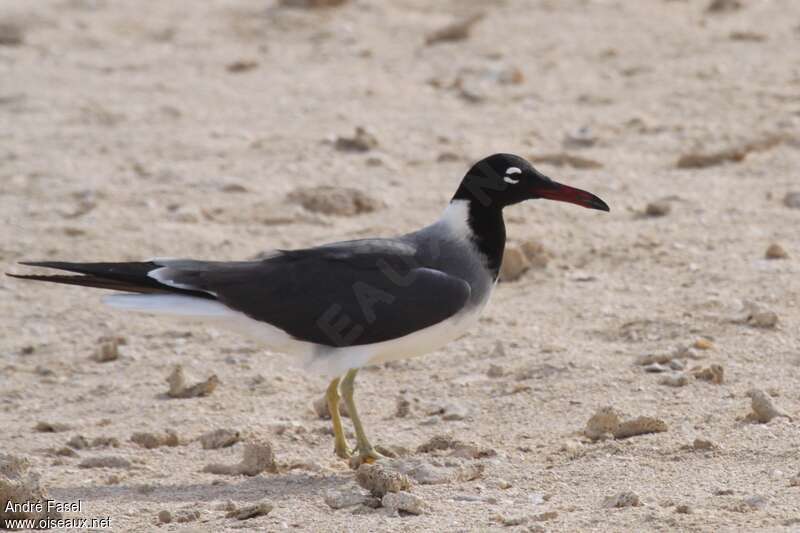 White-eyed Gull