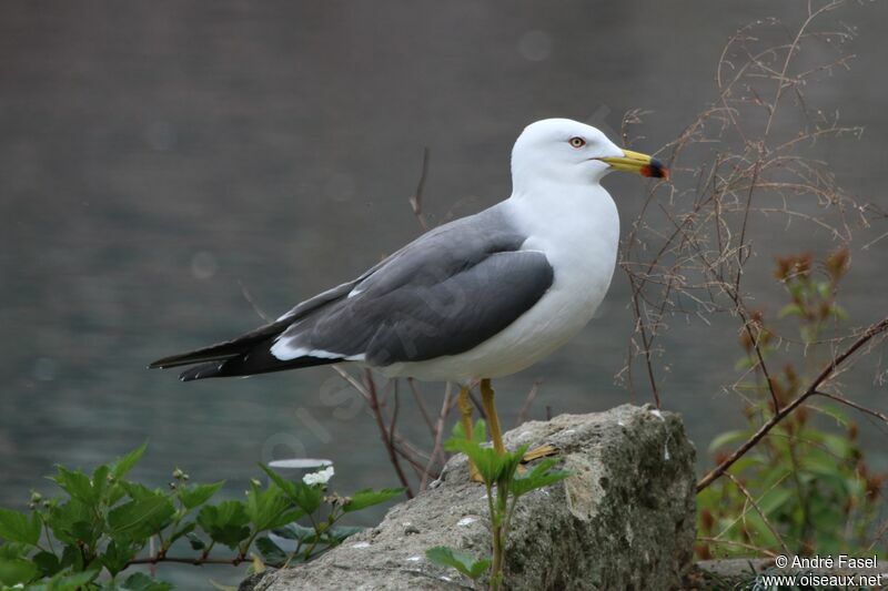 Black-tailed Gulladult