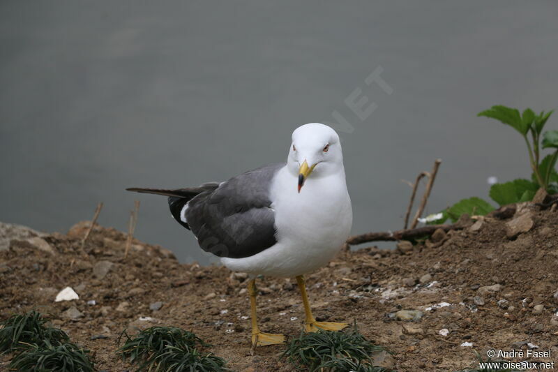 Black-tailed Gull