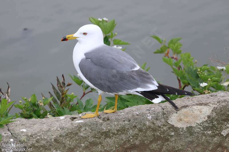 Black-tailed Gulladult breeding, identification