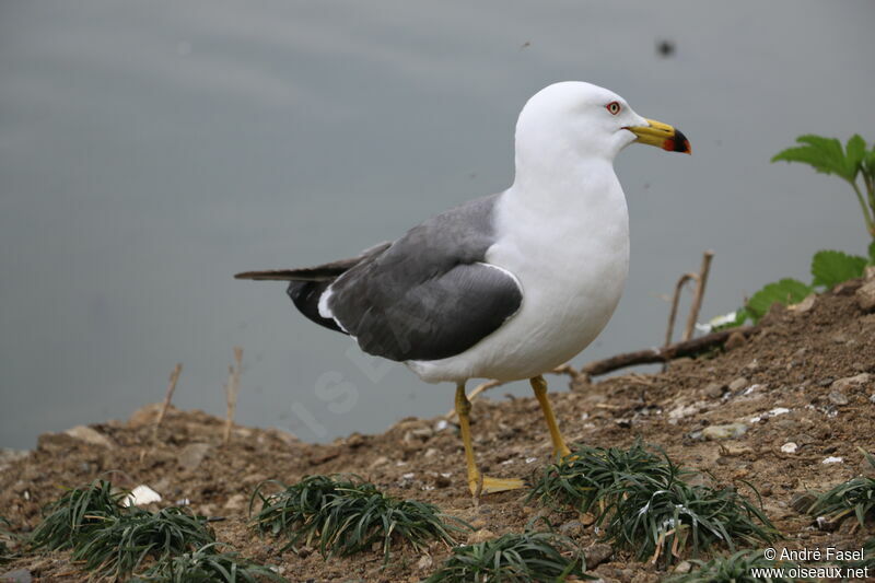 Black-tailed Gull