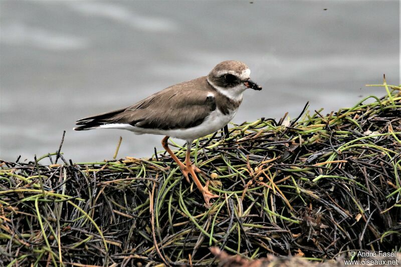 Semipalmated Plover