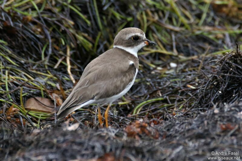 Semipalmated Plover