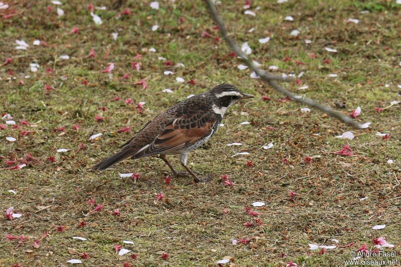 Dusky Thrush