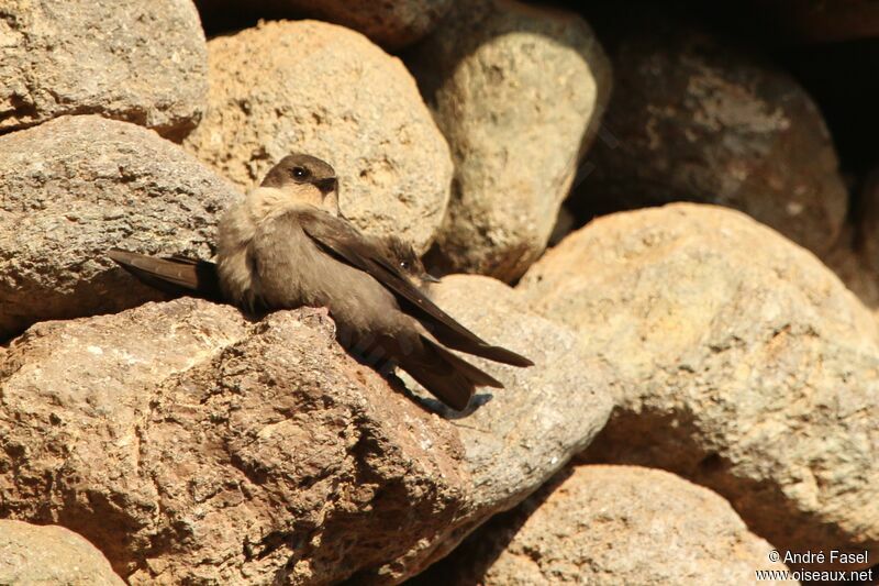 Hirondelle isabelline