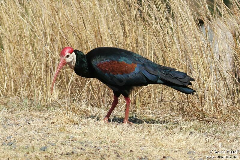 Southern Bald Ibis