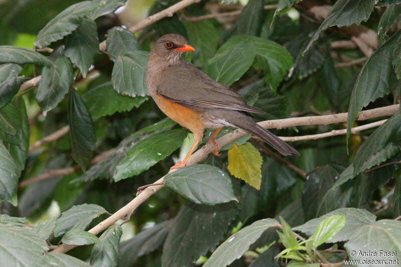 Abyssinian Thrush