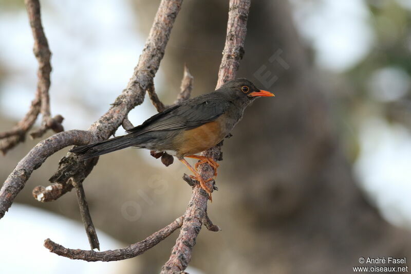 Abyssinian Thrush