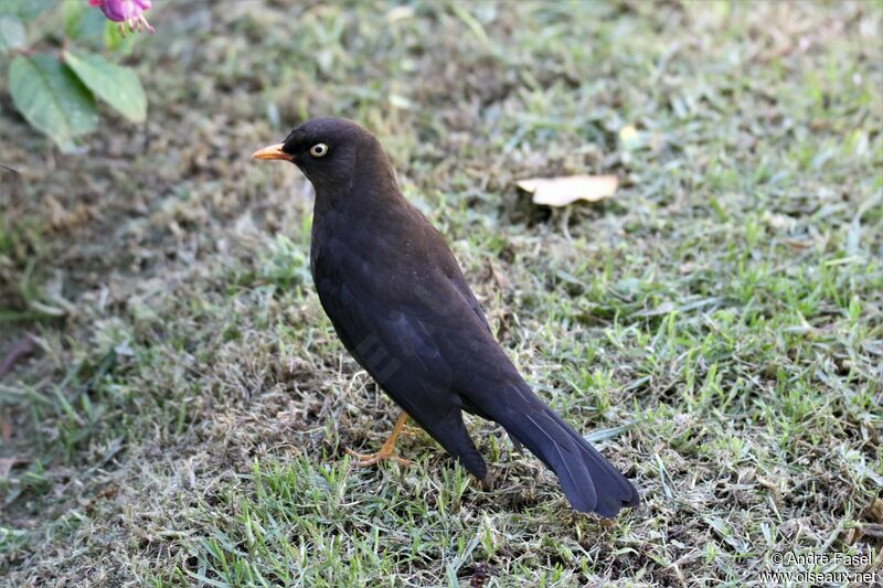 Sooty Thrush