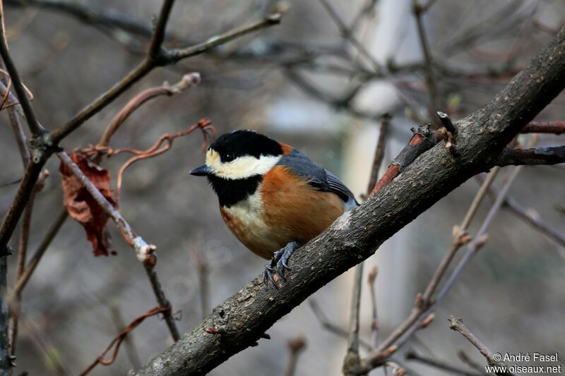 Varied Tit