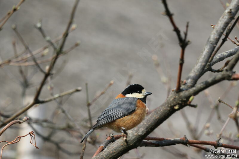 Varied Tit