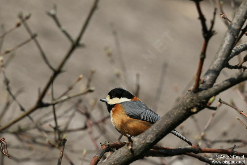 Varied Tit