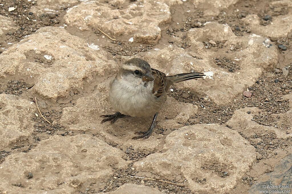Moineau à dos roux - Moineau du Cap-Vert<br />