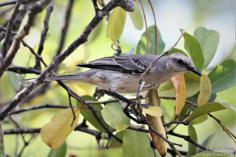 Tropical Mockingbird