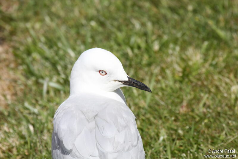 Mouette de Buller