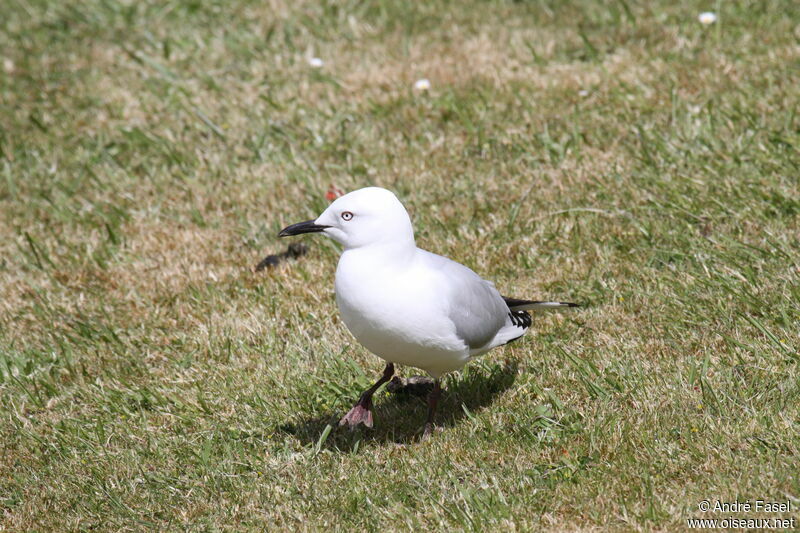 Mouette de Buller