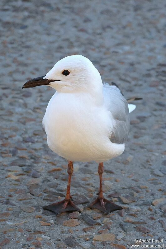 Mouette de Hartlaub