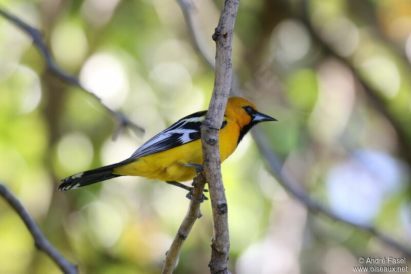 Streak-backed Oriole